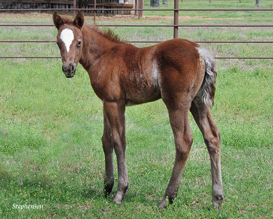 CD Diamond x Kalightascope - 2020 Filly